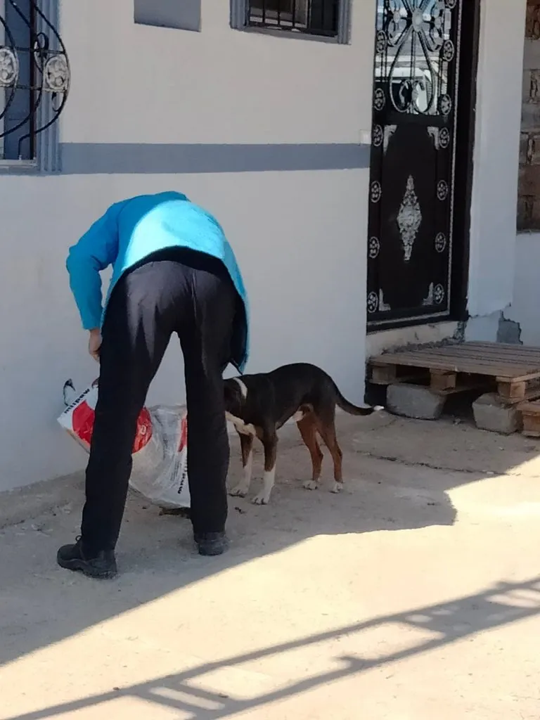 Hayvanlara sevgi ve merhamet ile yaklaşalım.